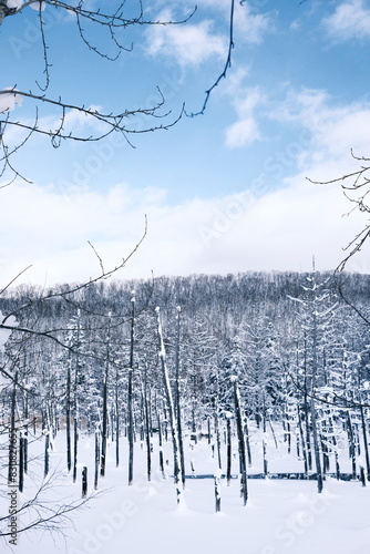 雪に埋もれた冬の枯れ木