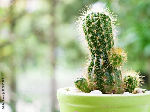 Macro cactus Mammillaria elongata rubra copper King ,Gold lace Cactus golden stars in pot with blur green garden background 