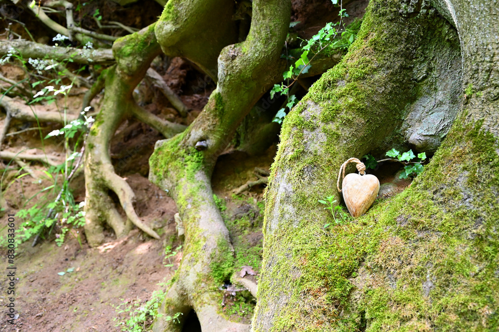 Fototapeta premium Liebe zur Natur