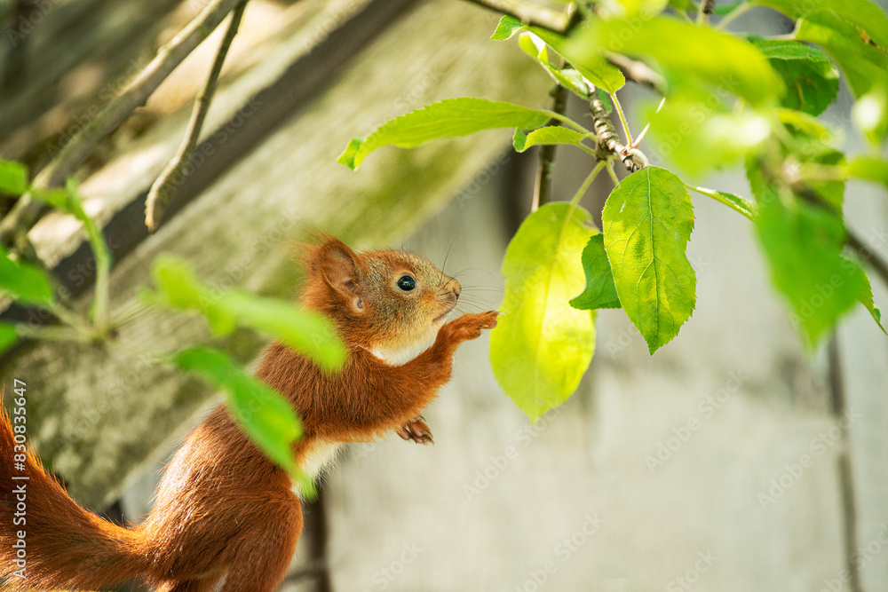 Cute baby squirrel among green branches on an old roof. Cute baby squirrel among green branches on an old roof.