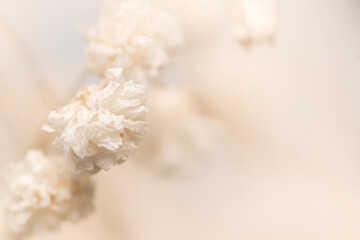 Romantic fragile dried beige gypsophila flowers in diagonal in the corner with neutral light background and place for text macro