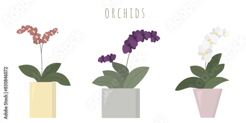 Collection of blooming orchids isolated on white background