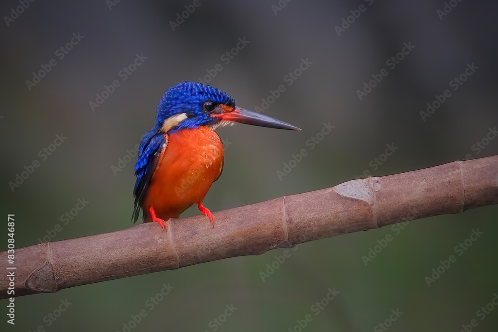 Fototapeta premium kingfisher on a branch