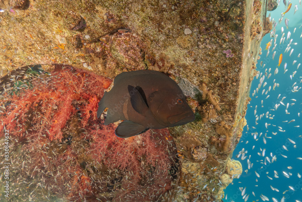 Fish swimming in the Red Sea, colorful fish, Eilat Israel
Fish swimming in the Red Sea, colorful fish, Eilat Israel