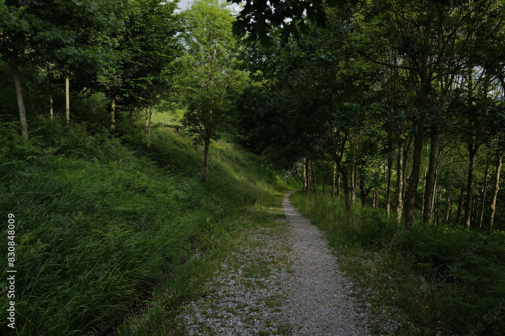 path in the woods path in the woods