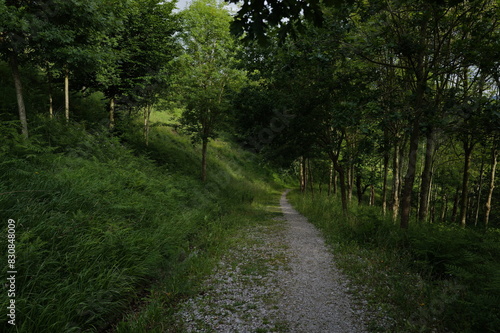 path in the woods