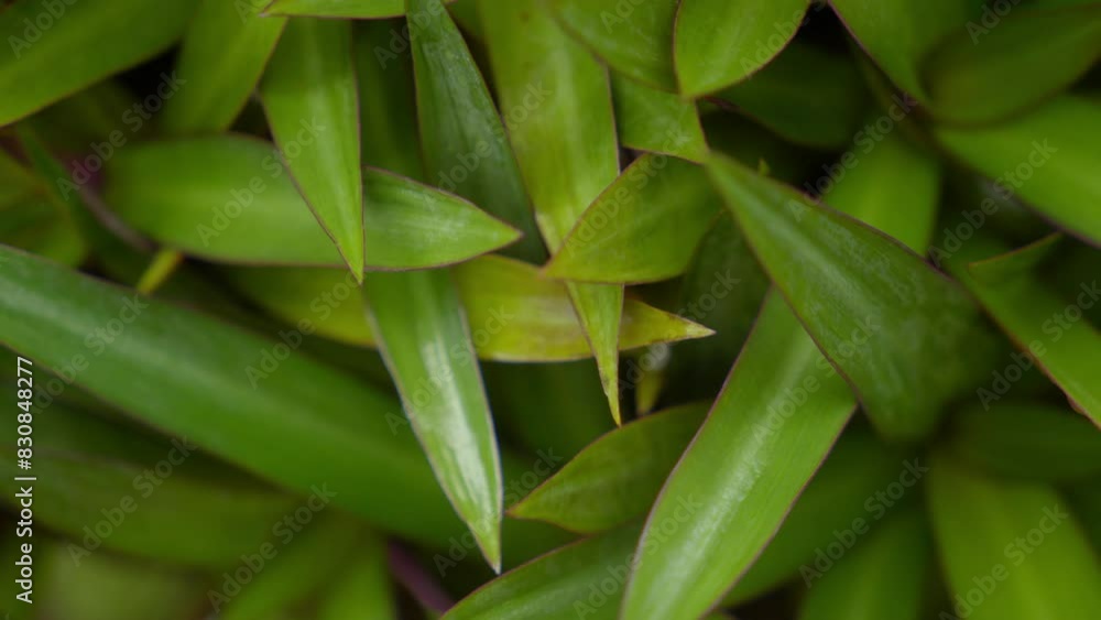 Green leaves background. Use for wallpaper, backdrop or design element in natural concept. Flowering plant with green magenta purple leaves, that is called Moses in the Cradle, tradescantia spathacea. Green leaves background. Use for wallpaper, backdrop or design element in natural concept. Flowering plant with green magenta purple leaves, that is called Moses in the Cradle, tradescantia spathacea.
