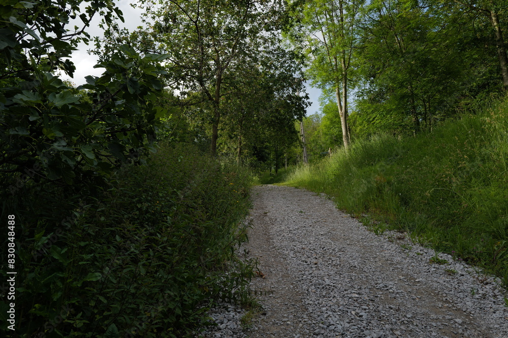 road in the forest road in the forest