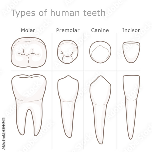Types of human teeth medical diagram. Vector dental illustration.  
