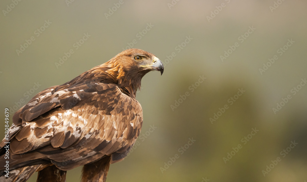 Majestic Golden Eagle Perched in Natural Habitat Majestic Golden Eagle Perched in Natural Habitat