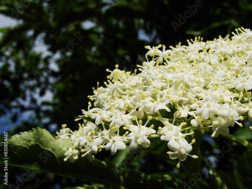 Białe kwiaty czarnego bzu  - black lilac photo