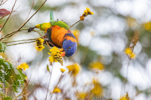 Red-collared lorikeet feeding on a yellow flower