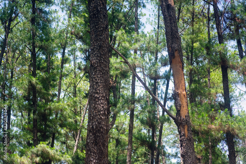 Pine trees and ferns in a natural park Pine trees and ferns in a natural park