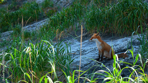Red fox in grass. Clip. Red fox runs along stone slope with green grass. Shooting wildlife with red fox and tall green grass © Media Whale Stock