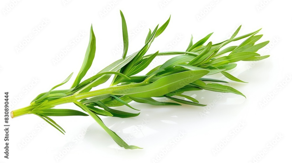 Fresh tarragon sprig on a white background