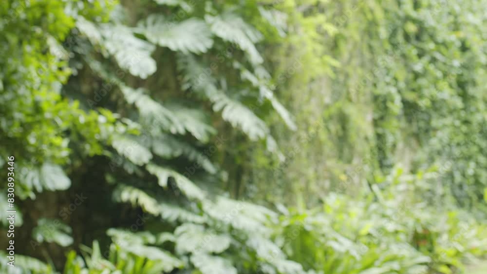 Looped video of forest greenery and stream close up. Alive vital nature background.
Looped video of forest greenery and stream close up. Alive vital nature background.