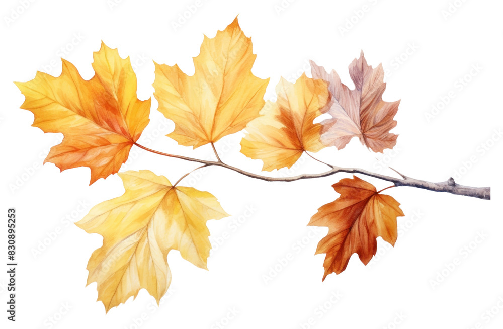 PNG Maple plant tree chandelier.