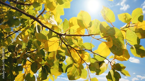 Sunlit leaves of a cottonwood tree  their fluttering in the wind symbolizing freedom and the soothing sounds of nature.