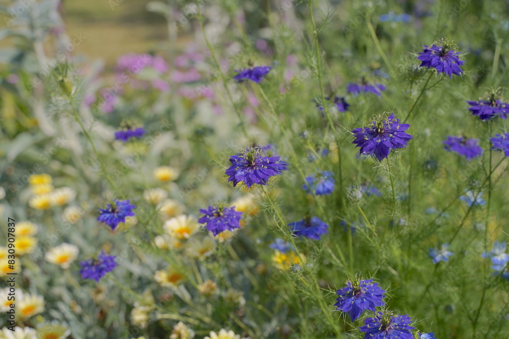 Naklejka premium 浜名湖ガーデンパークの花壇 2024年5月