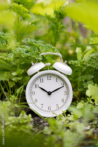 Retro alarm clock on a bed of lettuce, parsley and other greens against a background of large leaves. A series of photos about time and healthy living. Beautiful summer background.