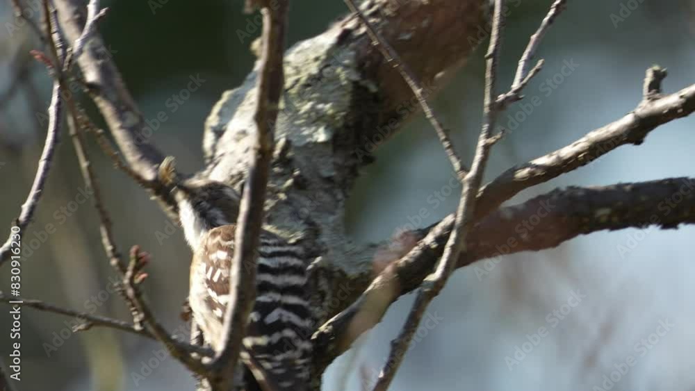 japanese pigmy woodpecker in a forest japanese pigmy woodpecker in a forest