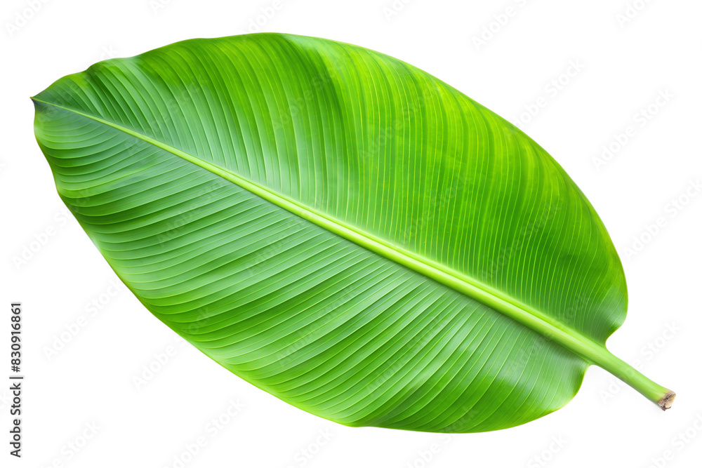 Banana leaf PNG, Banana leaf isolated on white. Banana leaf PNG, Banana leaf isolated on white.