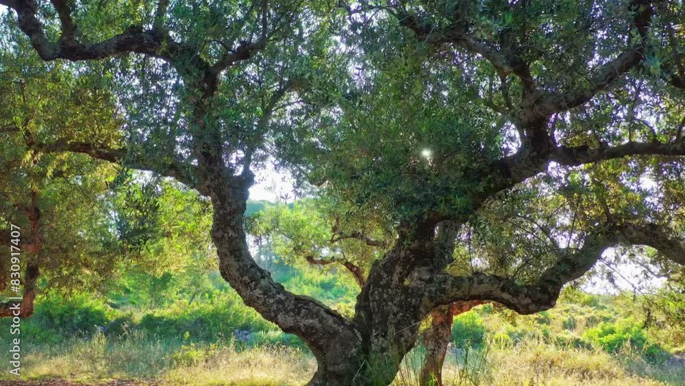 Leaves and branches of olive tree. Farming background Leaves and branches of olive tree. Farming background