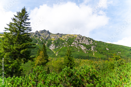 mountain view forest landscape Poland Zakopane photo