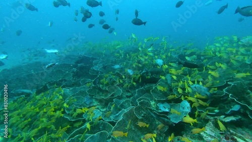 Wallpaper Mural Raja Ampat, Indonesia: Underwater footage of the famous tropical reef with a school of sweetlips fishes in Raja Ampat in the Sauwandarek jetty dive site in West Papua in Indonesia Torontodigital.ca