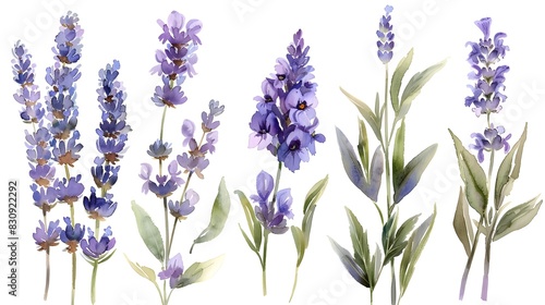 Lavender Blooms in Lush Botanical Landscape Fragrant Purple Flowers in Meadow and Garden Decor description This image showcases a vibrant display of photo