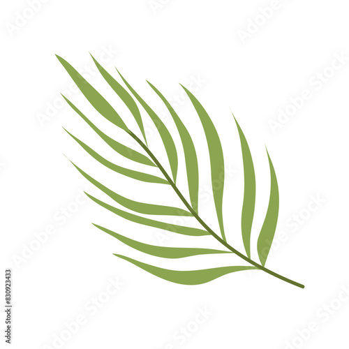 Palm tree branch in flat style. Decorative palm branch. A simple branch of a tropical plant.