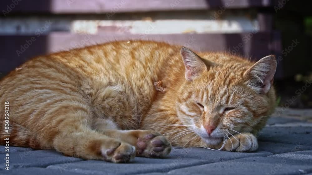 A ginger stray cat finds a moment of respite, curled up asleep on the pavement, emphasizing the need for safe havens for homeless animals. A ginger stray cat finds a moment of respite, curled up asleep on the pavement, emphasizing the need for safe havens for homeless animals.