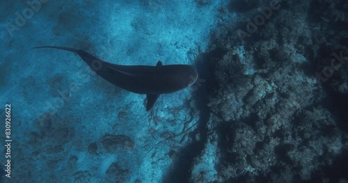 Wallpaper Mural Tiger shark underwater in ocean. Diving with Tiger sharks Torontodigital.ca