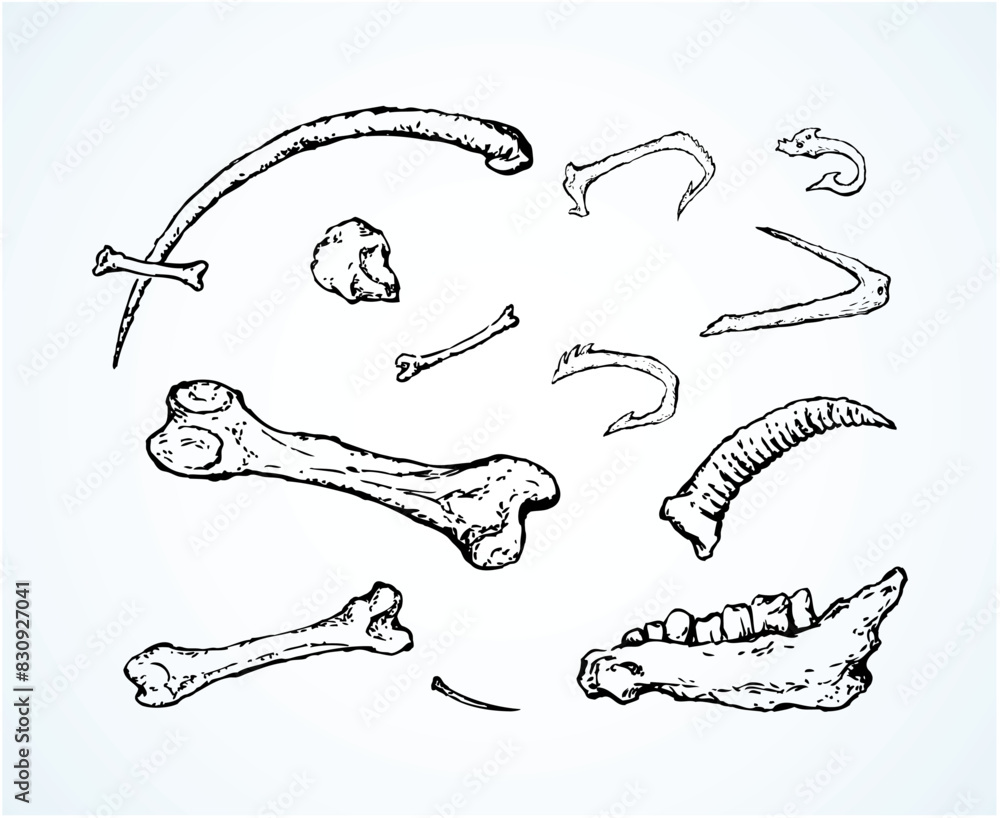 Obraz premium Bones. Vector drawing