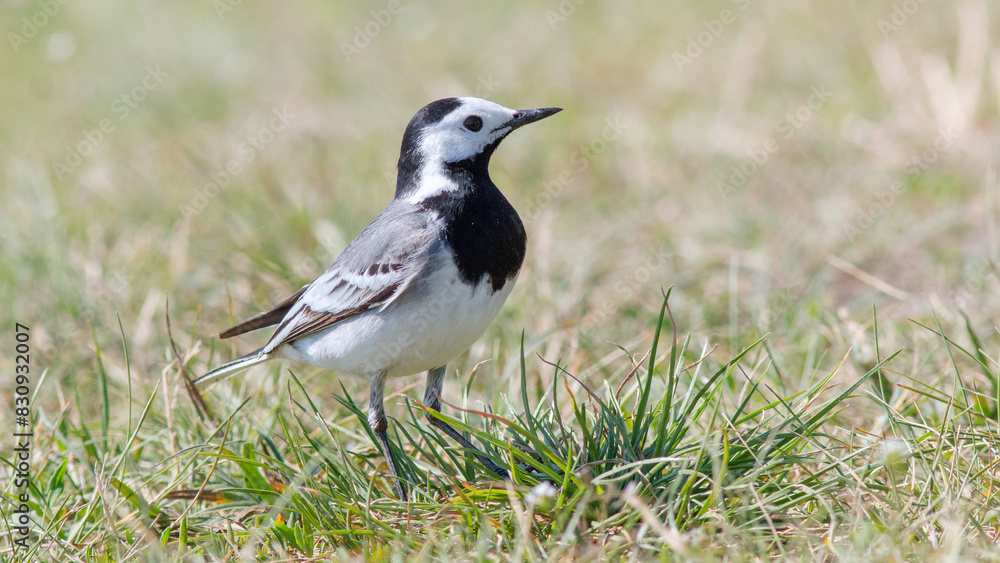 crow on the grass crow on the grass