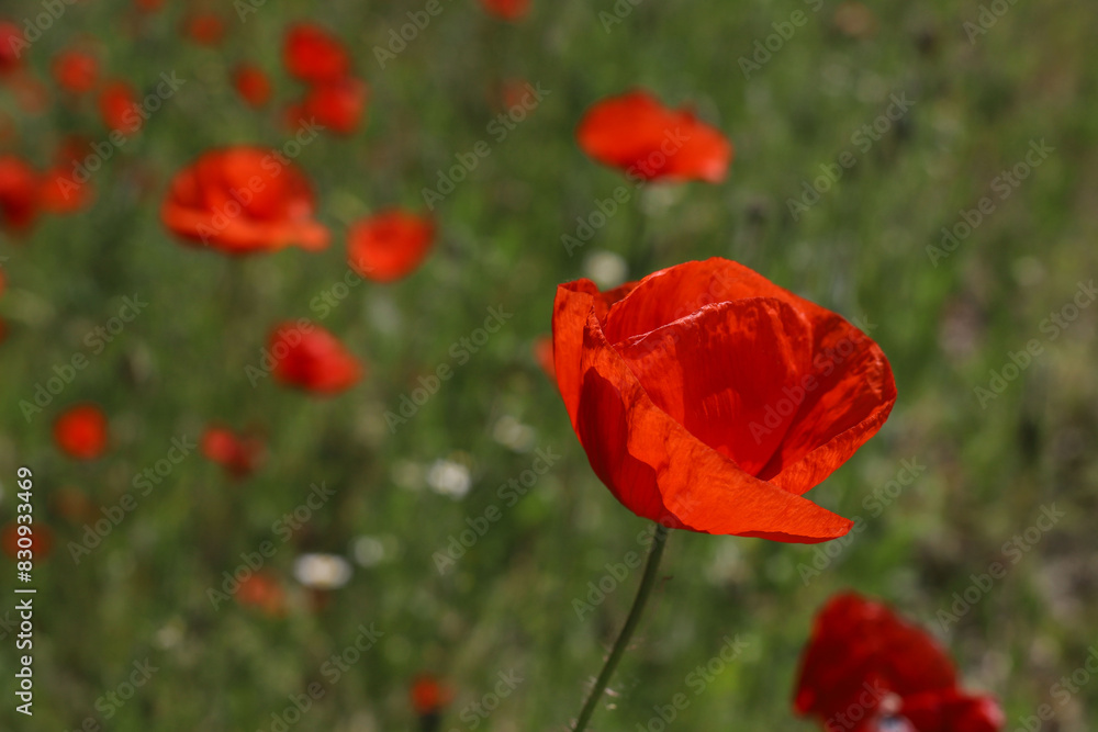 Obraz premium bright red poppies on a green background in sunny weather