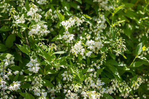 Bush blooming with white flowers