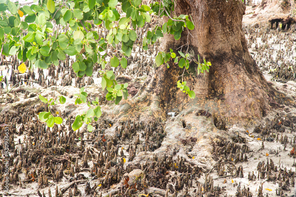 The pneumatophore or respiratory roots of mangrove trees emerge from beneath the roots submerged in sea water The pneumatophore or respiratory roots of mangrove trees emerge from beneath the roots submerged in sea water