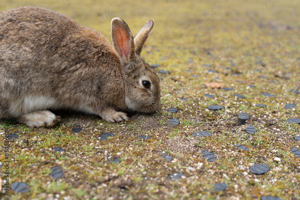 Fototapeta premium 広島の大久野島（うさぎの島）のうさぎが1匹