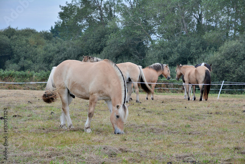 Jolis chevaux blonds dans un pré en Bretagne © aquaphoto