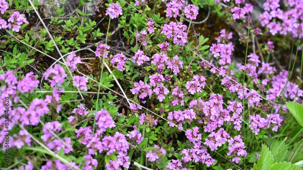 Blooming Thymus serpyllum in spring. Wild thyme on meadow. Flowers of Breckland thyme. Blooming Thymus serpyllum in spring. Wild thyme on meadow. Flowers of Breckland thyme.