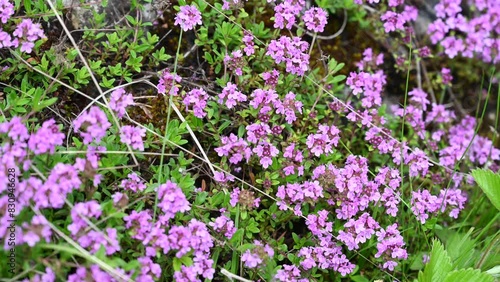 Blooming Thymus serpyllum in spring. Wild thyme on meadow. Flowers of Breckland thyme. photo