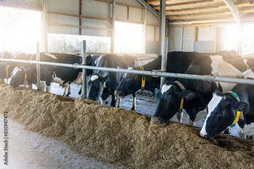 Holstein dairy cows in barn, feeding on hay. photo