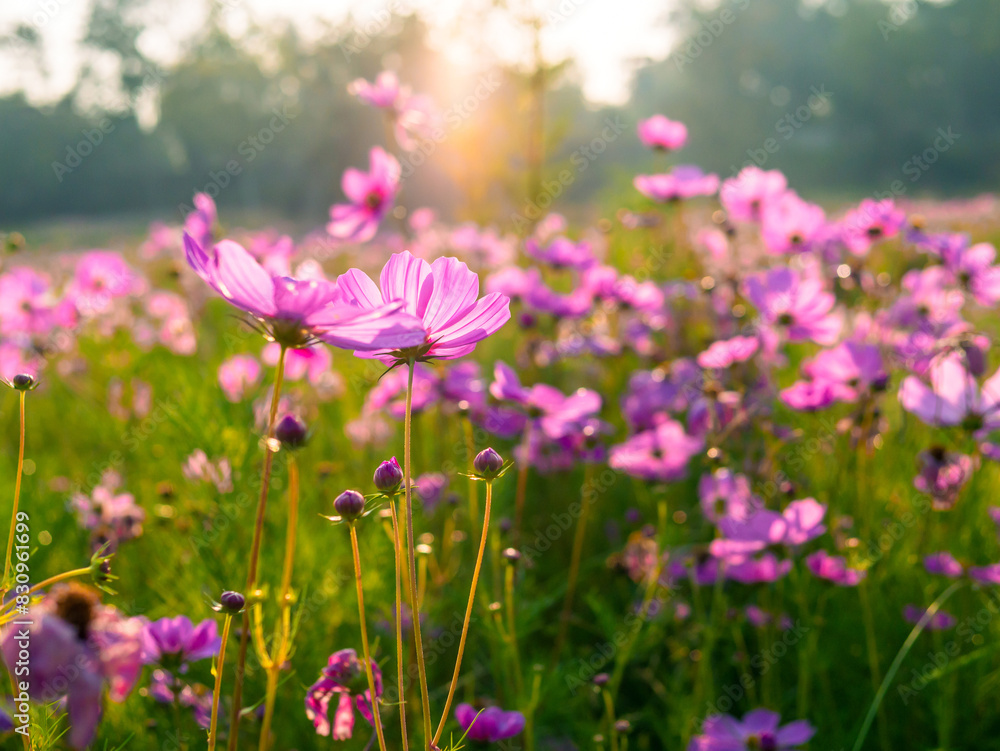Beautiful purple cosmos flowers at cosmos field in moring sunlight. amazing of cosmos flower field landscape in sunset. nature flower background. Beautiful purple cosmos flowers at cosmos field in moring sunlight. amazing of cosmos flower field landscape in sunset. nature flower background.