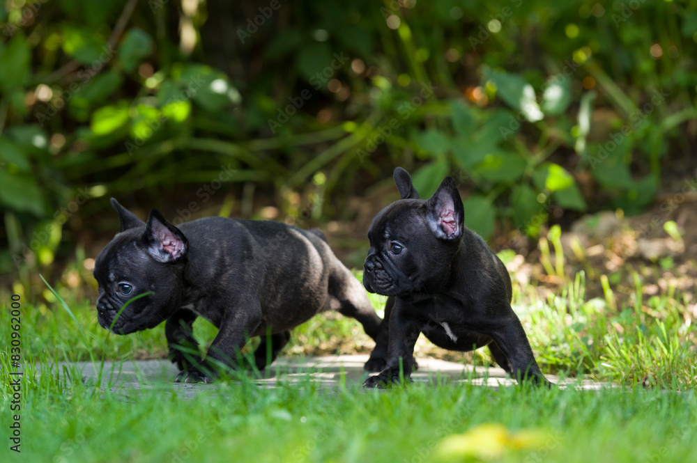 Zwei schwarze Französische Bulldoggen Welpen Zwei schwarze Französische Bulldoggen Welpen