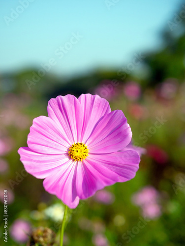 Close-up of beautiful cosmos flowers at cosmos field in moring sunlight. amazing of close-up of cosmos flower. nature flower  background.