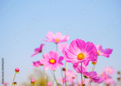 Beautiful cosmos flower field and blue sky. Low angle view nature cosmos flower wallpaper background.