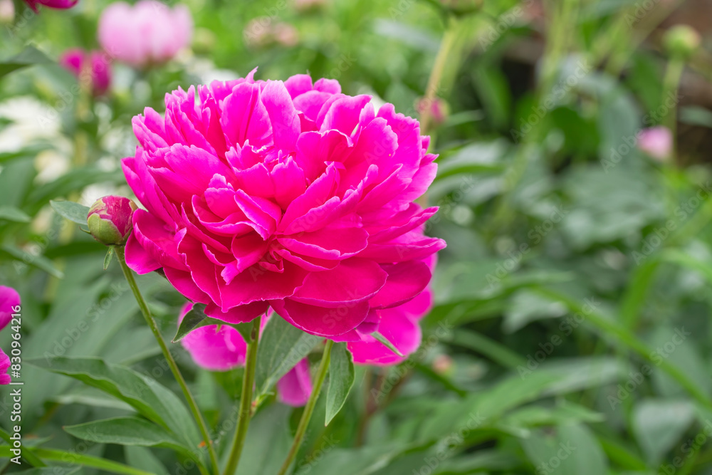 Closeup of a magenta peony flower in full bloom