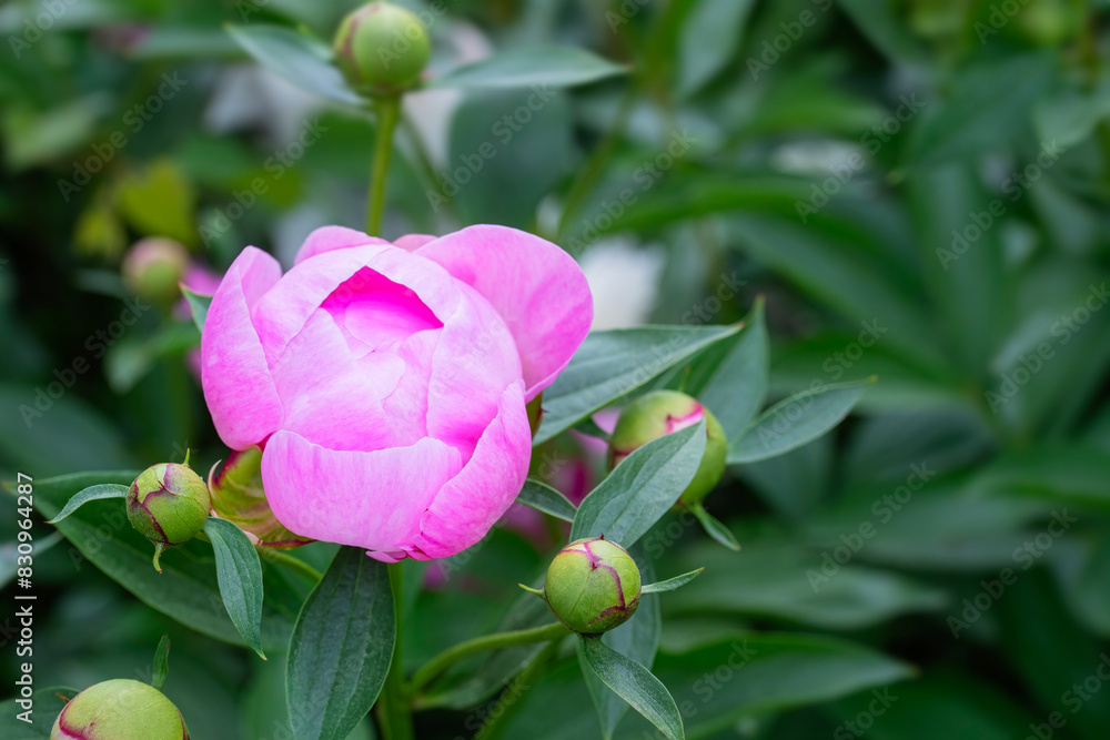 Pink peony bloom starting to open