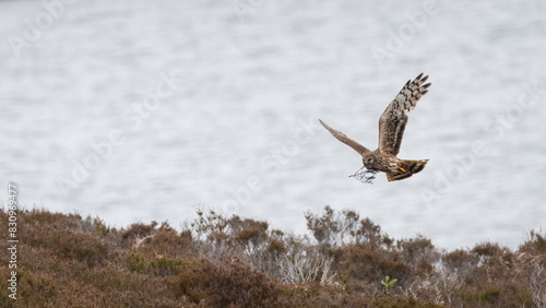 Female hen harrier (Circus cyaneus) flying over the moorland in spring, Isle of Benbecula, Outer hebrides, Scotland